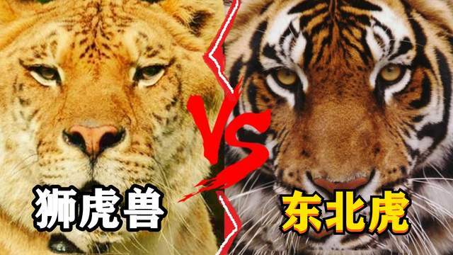 东北虎vs狮虎兽,谁会赢得猫科动物重量级金腰带?