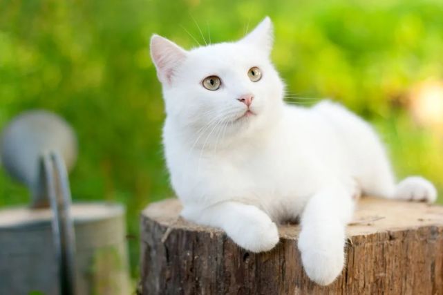 部编语文七年级上册16课郑振铎猫阅读解析及写作点拨