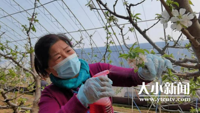 社员们忙着为樱桃花进行人工授粉,确保大棚樱桃丰产丰收