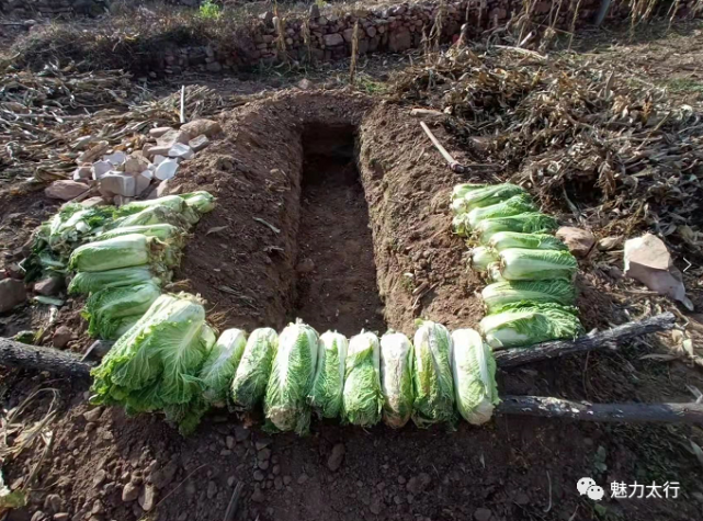 魅力太行之山民情怀(十一—小雪到来挖菜窖