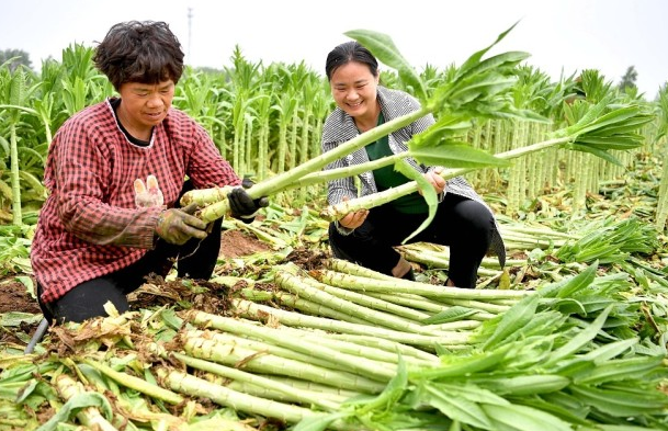 莴笋的"兄弟",晒干后叫"贡菜",常年20元每斤,1年能种