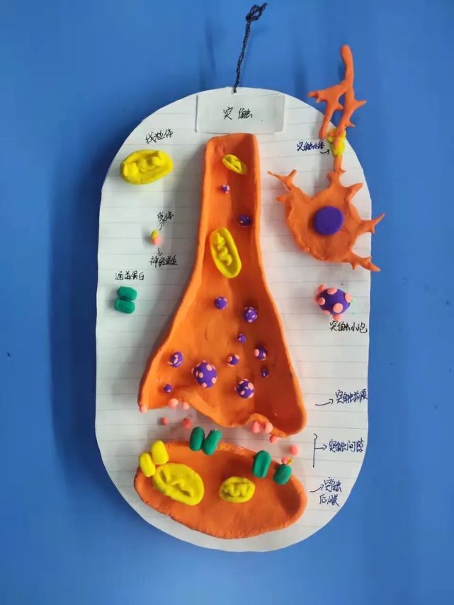 高二年级的同学有的用橡皮泥和牙签制作流动镶嵌模型,有的用南瓜制作