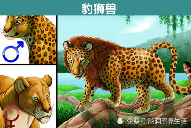1,豹狮兽