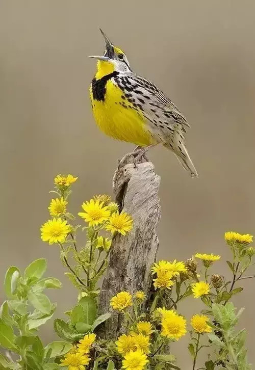 花与鸟自然之美才是真的美