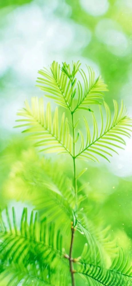 背景 壁纸 绿色 绿叶 树叶 植物 桌面 462_1000 竖版 竖屏 手机