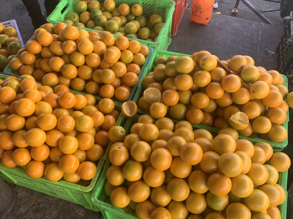 各地橙子在昆明大量上市冰糖橙褚橙走俏市场