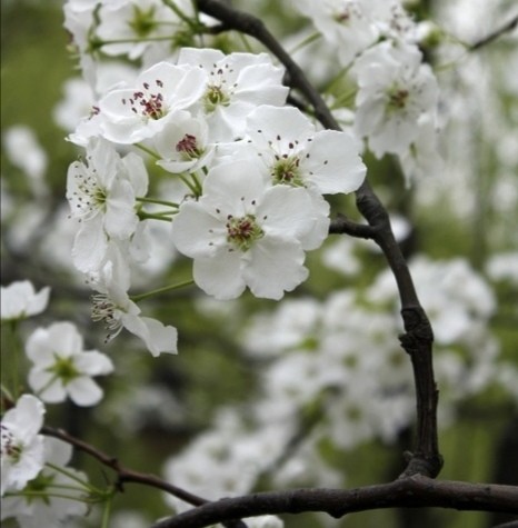 美图分享—梨花带雨我见犹怜
