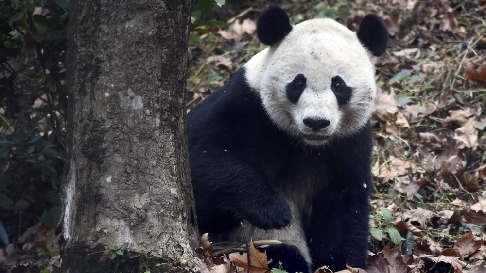 大熊猫的英文学名不是panda?它还要被"降级",国宝地位不保了?