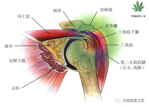 骨科精读|20种关节腔穿刺技术,你想知道的都在这了!