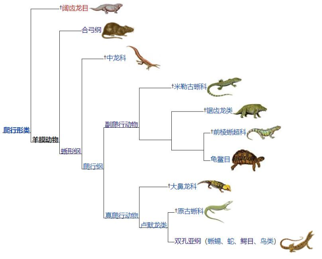 爬行动物演化树