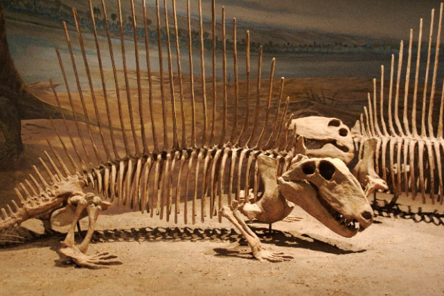 异齿龙(dimetrodon),属于合弓纲楔齿龙目,算是哺乳动物的祖先之一.