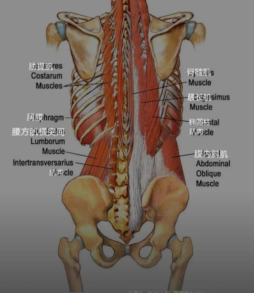 腿筋  