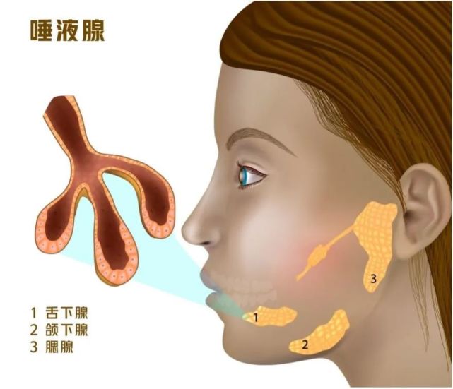 嘴里总是觉得干,别大意,可能是身体发出的5个求救信号|唾液腺|干燥