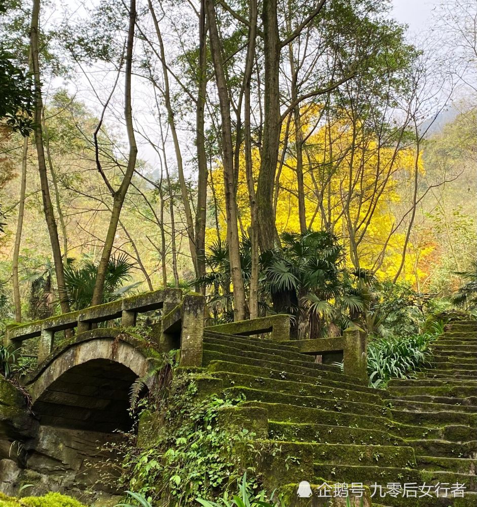 在成都彭州深山里有一棵1500年树龄的银杏王现已到最佳观赏期