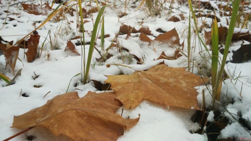 小雪雪满天,来年必丰年