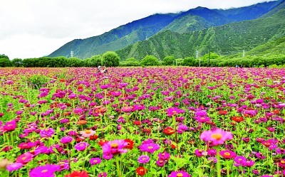 绽放在"生命禁区"的格桑花—老西藏精神(孔繁森精神)述评