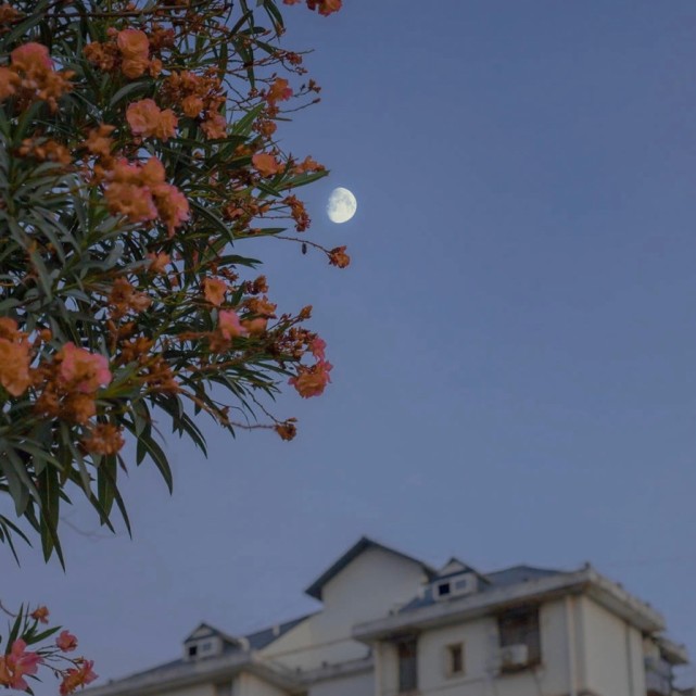 背景图|人间绝色