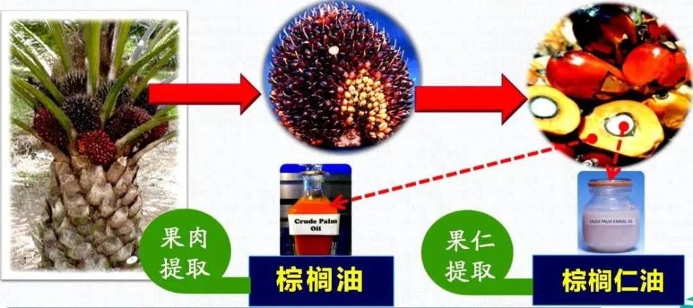 奶粉中的棕榈油棕榈仁油棕榈液油有什么区别一字之差对宝宝影响大不同