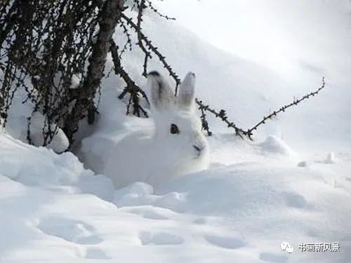 这组雪中的小动物,太可爱了!