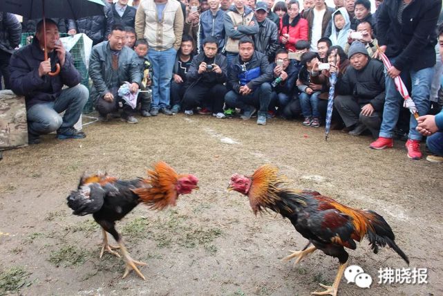 砀山中原斗鸡:永不言败的鼓舞力量