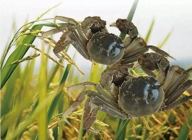 曹妃甸四农场稻蟹共生鼓了钱袋子