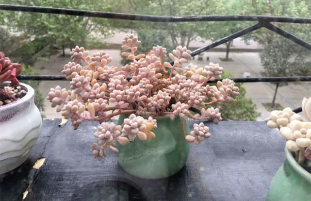养多肉秋丽,从这4点入手,植株一年四季长新枝,呼呼爆盆
