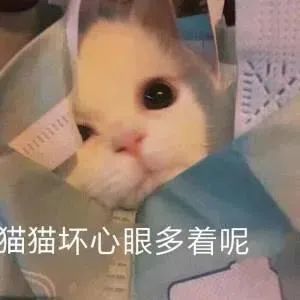 沙雕可爱表情包我想和你搞对象
