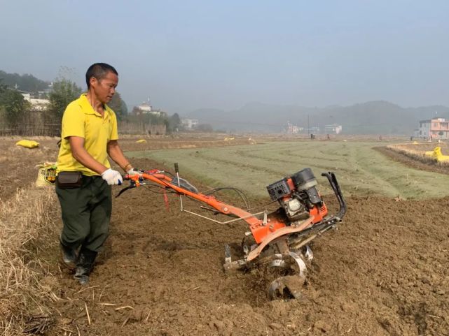 走进肖岭乡台山村的太子参基地,机器来回翻耕土地,村民们正忙着施肥