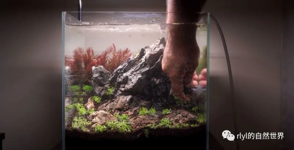 草缸造景2个精致桌面小缸造景操作全过程