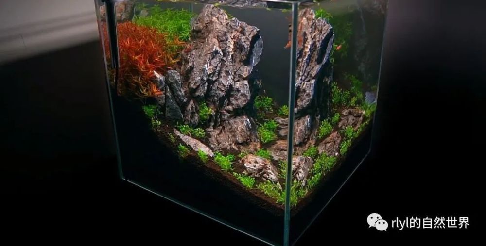 草缸造景2个精致桌面小缸造景操作全过程