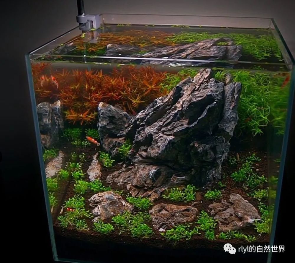 草缸造景2个精致桌面小缸造景操作全过程