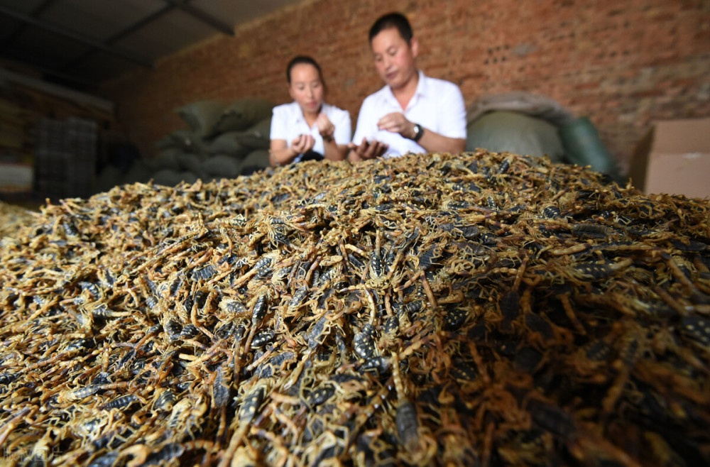 一种节肢动物,全世界约1750种,我国有15种,其中东全蝎,十条腿蝎,藏蝎