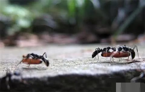 "蚂蚁搬家,蛇过道,大雨很快就来到"!蚂蚁真的能预测吗