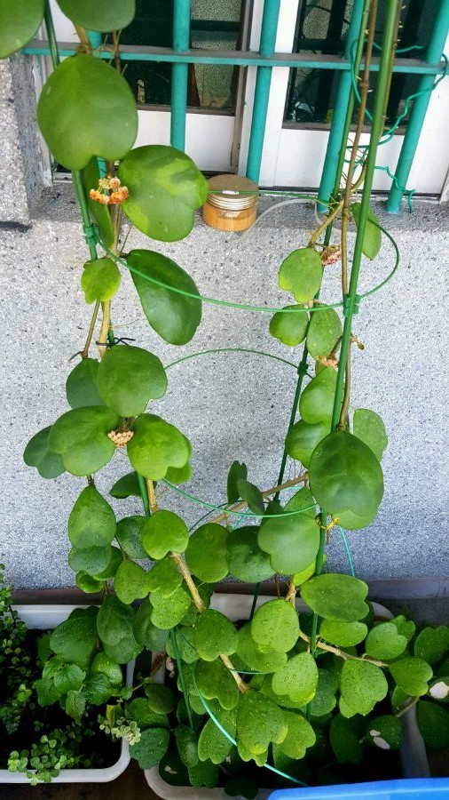 室内盆栽"新宠"—心叶球兰,观叶,赏花又闻香,每年开花