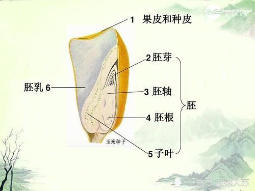 全谷的结构与营养素分布,各种谷类种子,除形态,大小不一之外,其结构