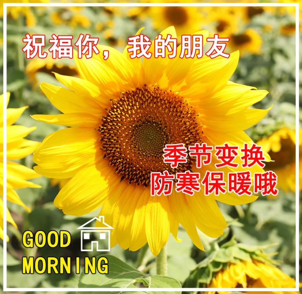 创意好看的冬日清晨早上好祝福图片带字温馨唯美早安问候语加动态图片