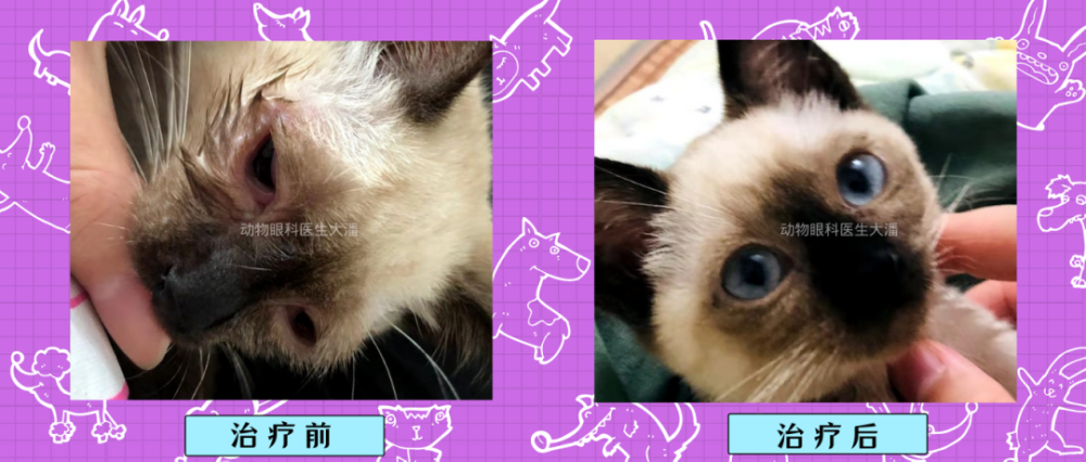 开小灶猫咪出现什么症状是猫鼻支