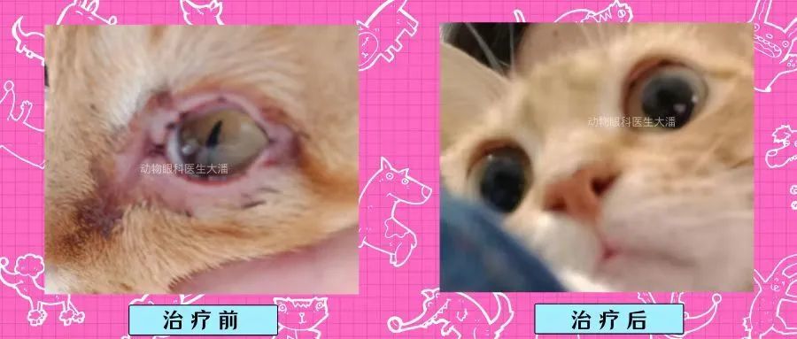 开小灶猫咪出现什么症状是猫鼻支