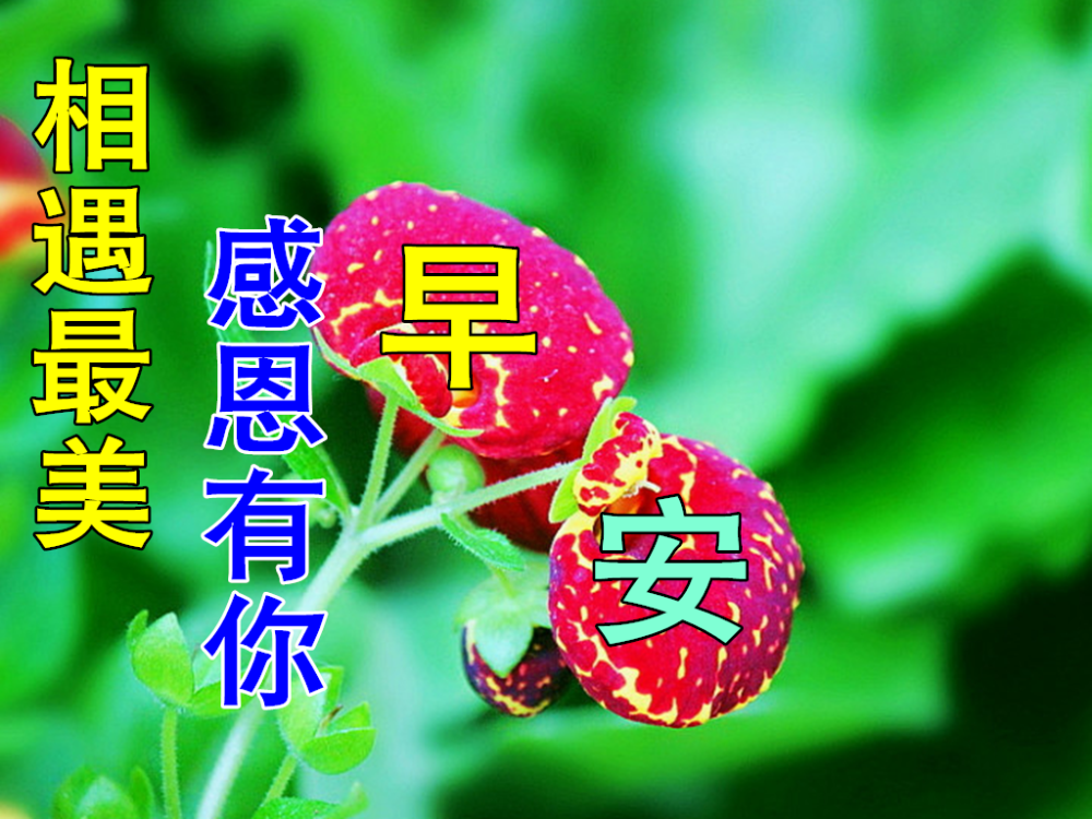 11月25日最新早上好日常祝福语大全,感恩节问候语录新版!