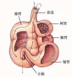 反刍动物与人类相比,胃病会更少吗?