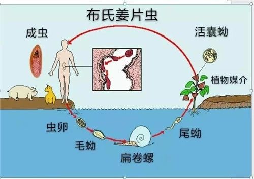 年轻女性爱吃生荸荠,差点被误诊"肿瘤"