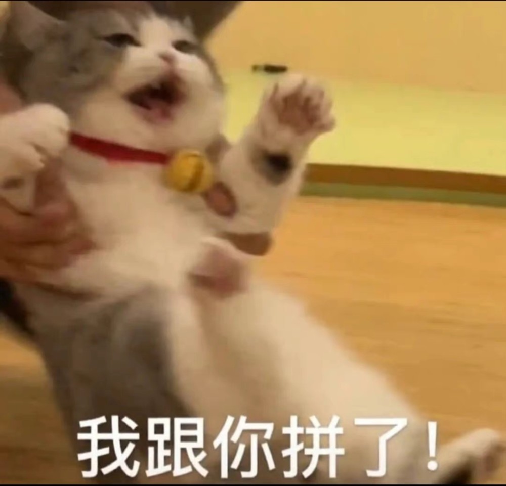 猫咪表情包|黏住