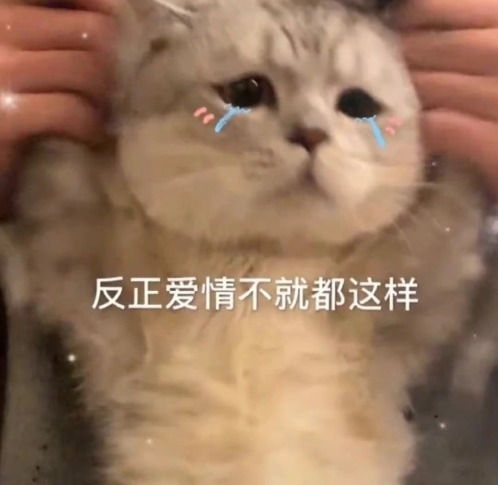 猫咪表情包|黏住