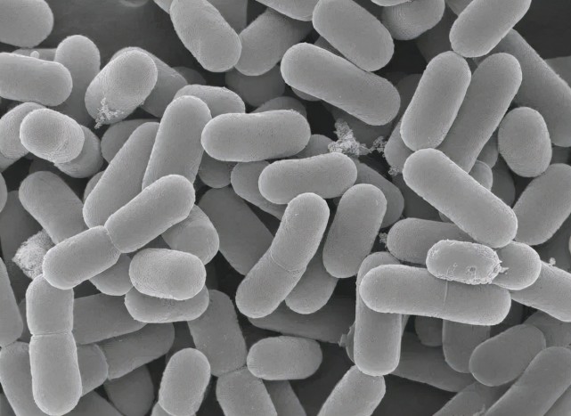 乳酸菌,丁酸梭菌在水产养殖中的作用和区别
