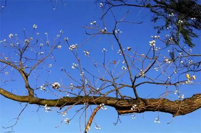 早冬乌桕,不是梅花,胜似梅花