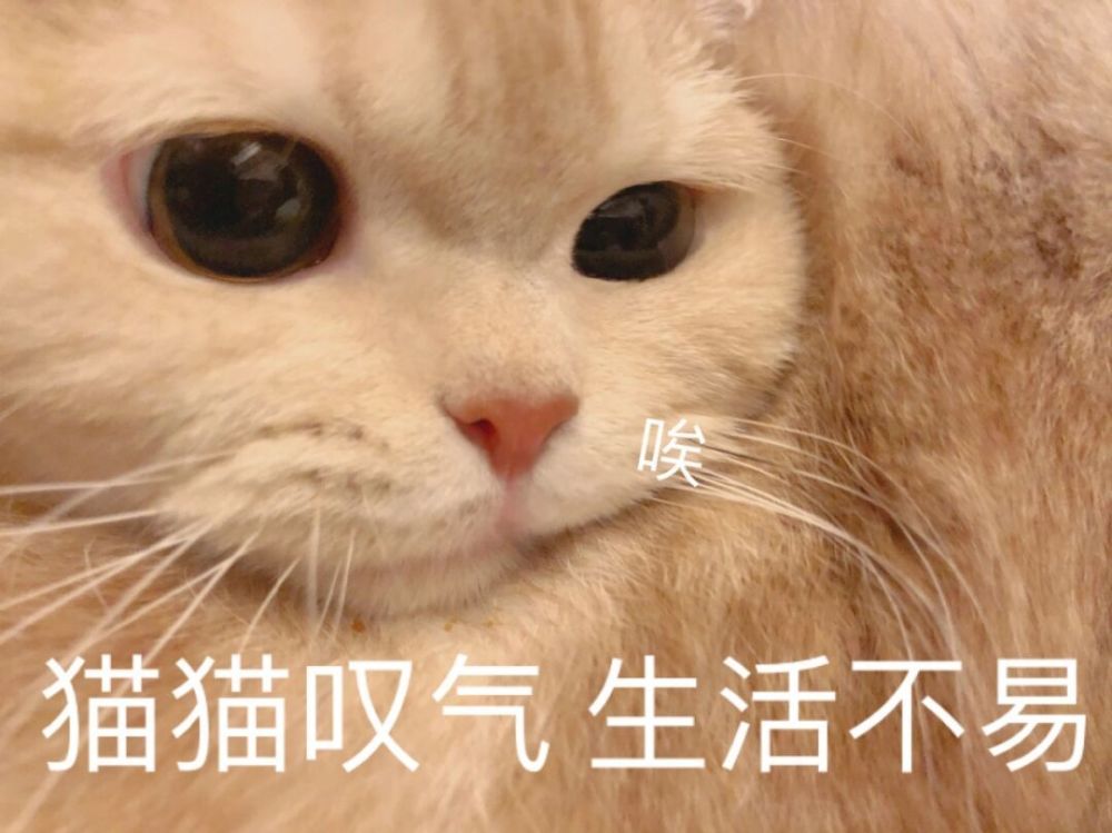 猫猫表情包:圆圆的脑袋 粉粉的爪子