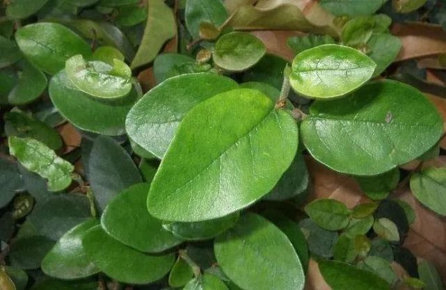 民间草药薜荔