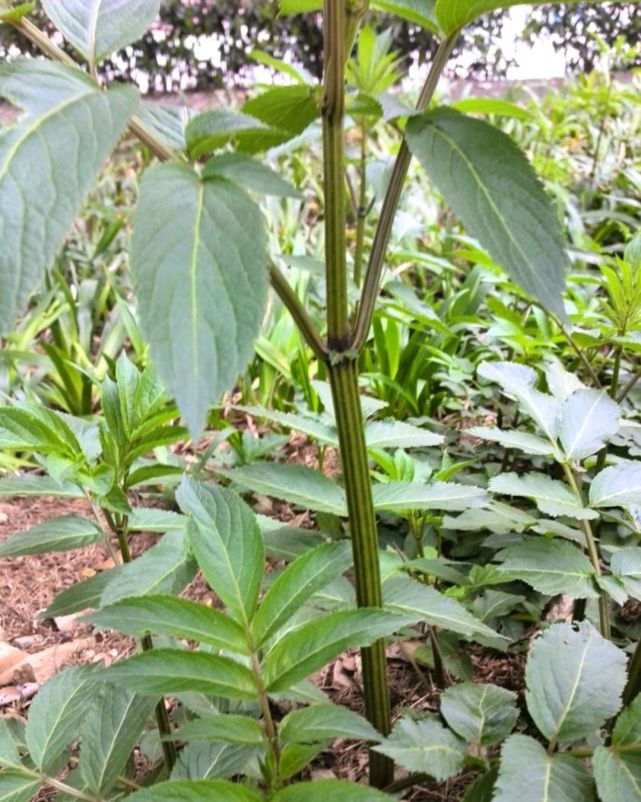 小时候常见却叫不上名的植物,再来100种,看你认识几种?