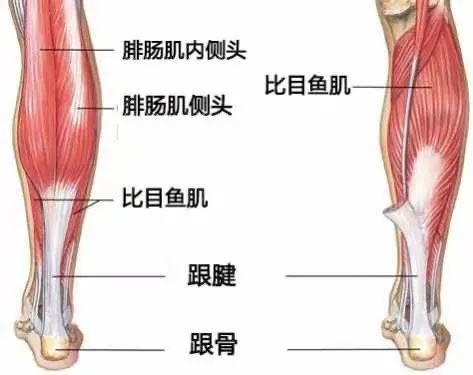 小腿的肌间静脉包括腓肠肌静脉丛和比目鱼肌静脉丛.