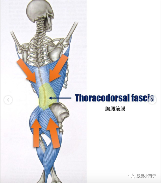 胸腰筋膜对于运动的重要性,你知道吗?